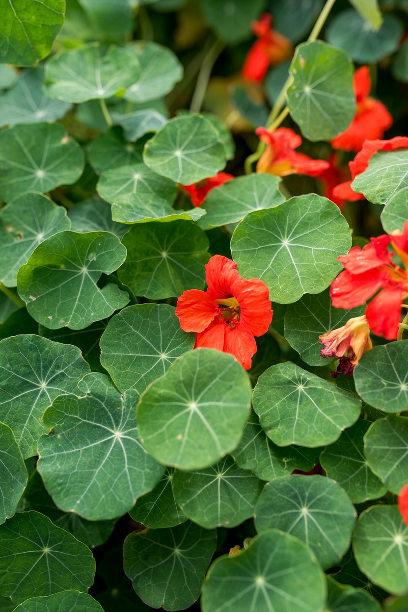 liście nasturcji z pomarańczowym kwiatem nasturcji